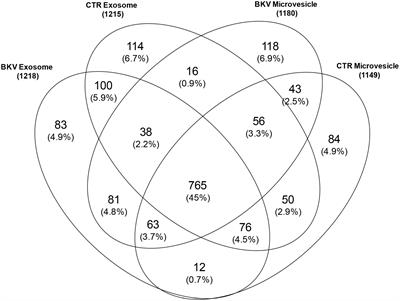 Proteomic analysis of urinary extracellular vesicles of kidney transplant recipients with BKV viruria and viremia: A pilot study